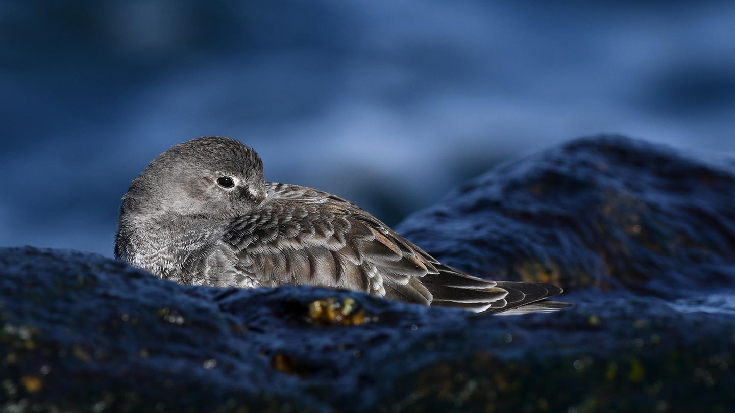 In Rockport fotografierte Arav Karighattam einen Strandläufer, der entspannt den Schnabel unter den Flügel steckte. Zwischen den nassen Felsen und dem dunklen Hintergrund scheint der graue Vogel mit seiner Umgebung zu verschmelzen und trotzdem zu leuchten. Arav Karighattam wird "Youth Award Winner"