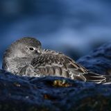 In Rockport fotografierte Arav Karighattam einen Strandläufer, der entspannt den Schnabel unter den Flügel steckte. Zwischen den nassen Felsen und dem dunklen Hintergrund scheint der graue Vogel mit seiner Umgebung zu verschmelzen und trotzdem zu leuchten. Arav Karighattam wird "Youth Award Winner"