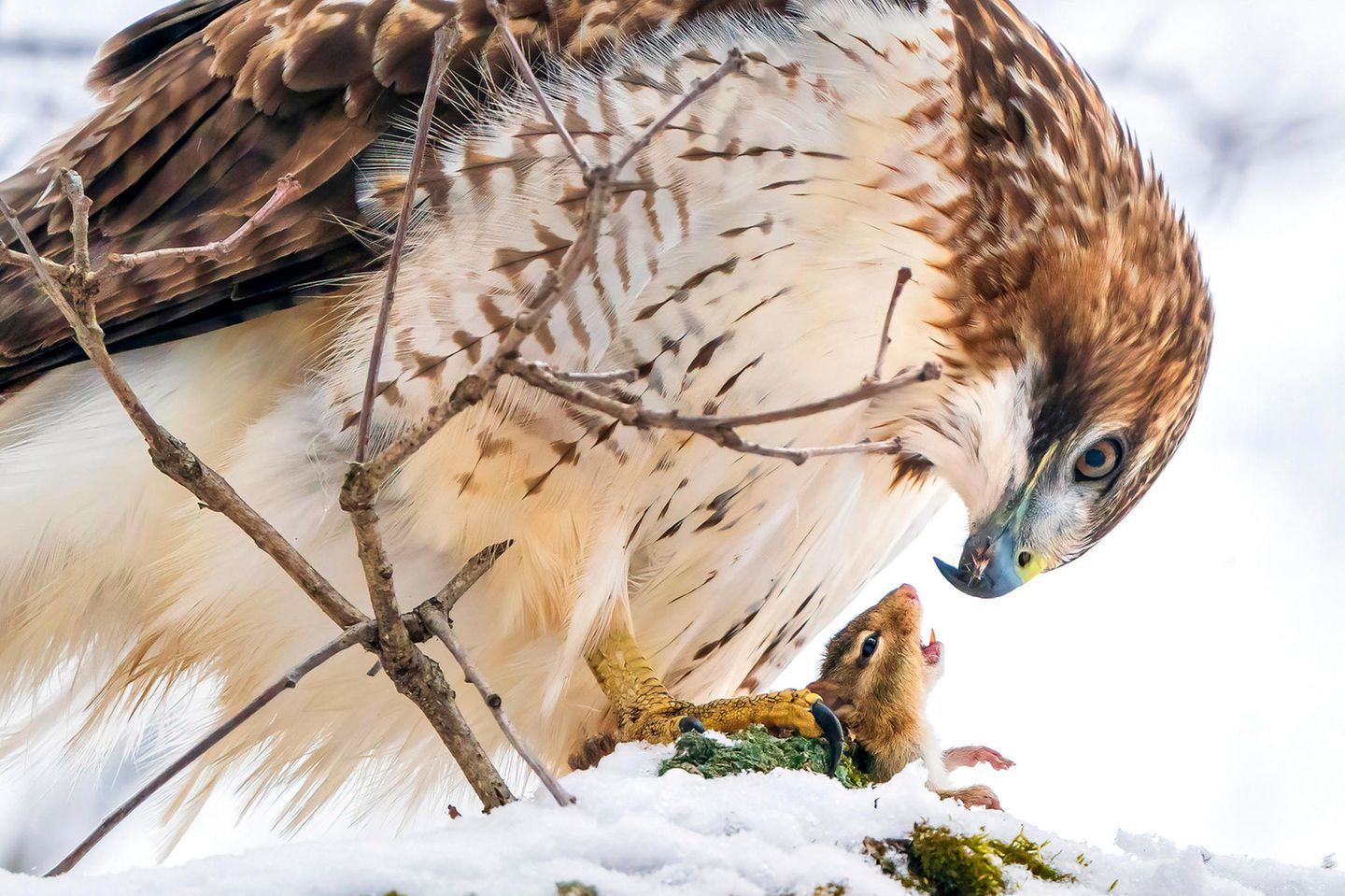 Steve Jessmore/Audubon Photography Awards/2021 Professional Honorable Mention