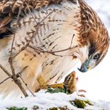 Steve Jessmore/Audubon Photography Awards/2021 Professional Honorable Mention