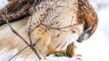 Steve Jessmore/Audubon Photography Awards/2021 Professional Honorable Mention
