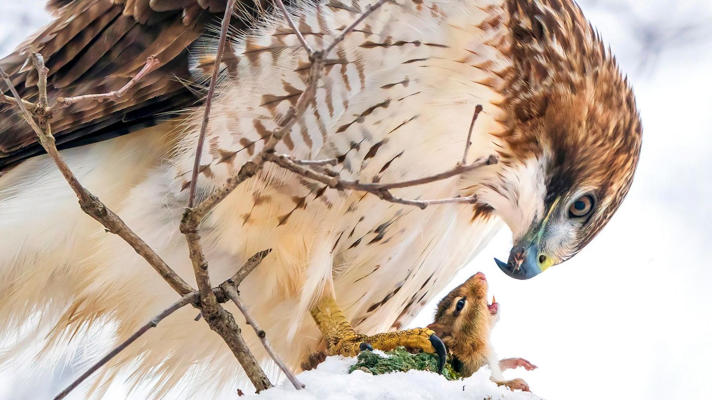 Steve Jessmore/Audubon Photography Awards/2021 Professional Honorable Mention