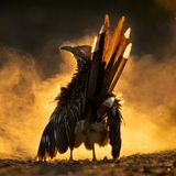 Audubon Photography Awards/2021 Grand Prize
