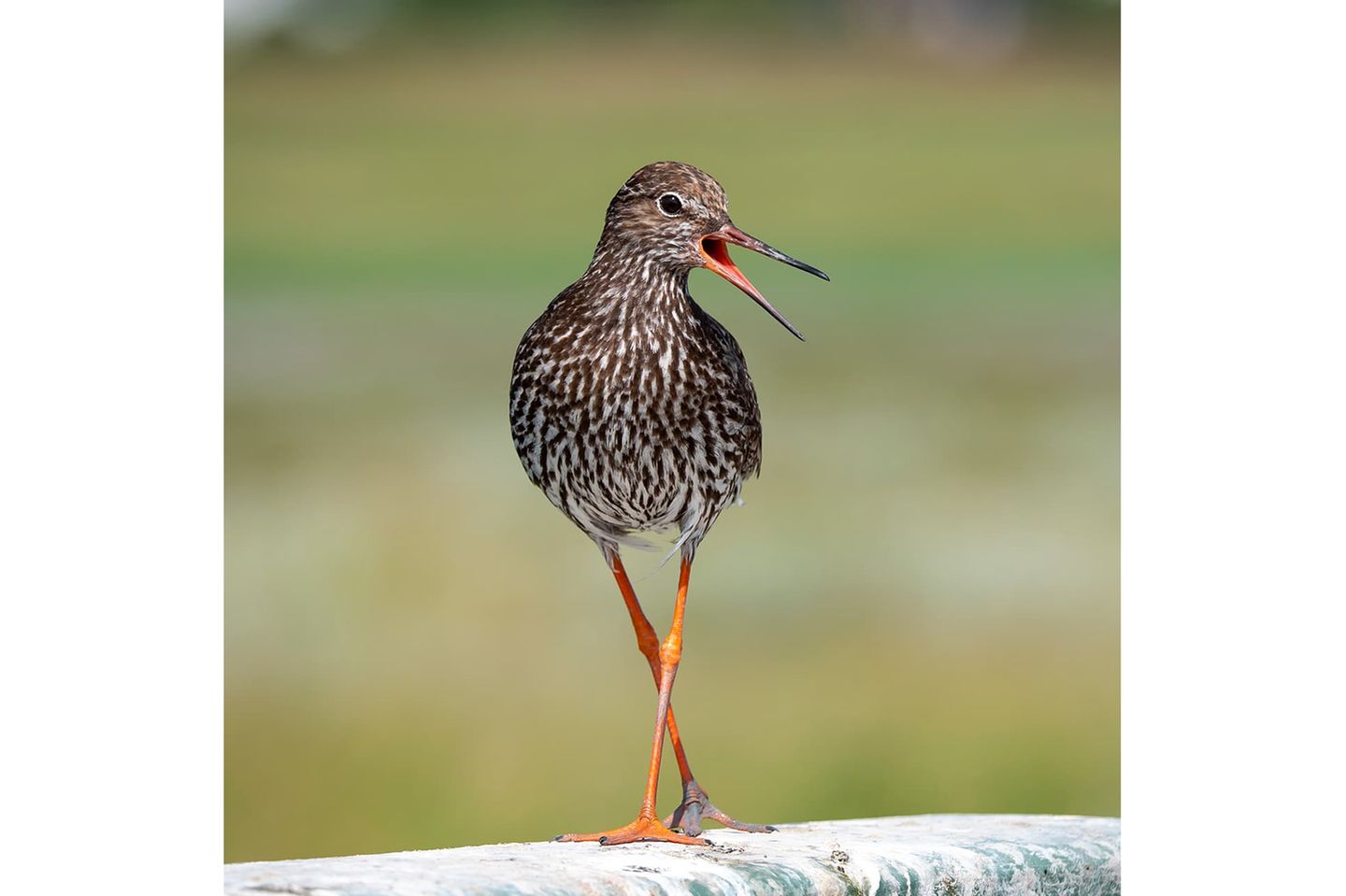 14.07.2021      "Der Rotschenkel faszinierte mich besonders diesen Urlaub. Immer wieder suchte ich ihn in den Salzwiesen. Hier stand er wunderschön vor mit und rief lautstark nach seinem Partner. Ein wunderschönes Erlebnis."      Ort: Amrum  Kamera: Lumix G9 Panasonic Leica 100-400mm F 6.3 1/800s 200mm ISO 200