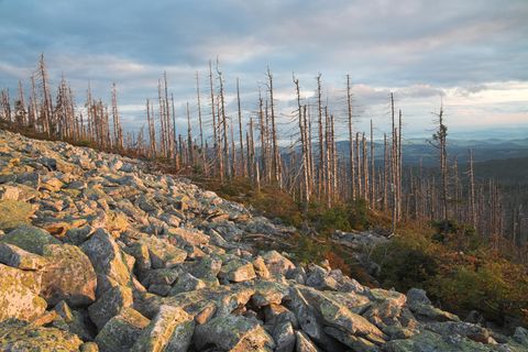 Fichtensterben im Bayerischen Wald: Selbst in Lagen über 500 Metern kommt die häufigste Baumart in deutschen Wäldern mit der Trockenheit nicht zurecht
