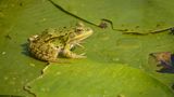 Frosch im Donaudelta