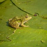 Frosch im Donaudelta