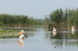 Pelikane bei Sulina in Rumänien
