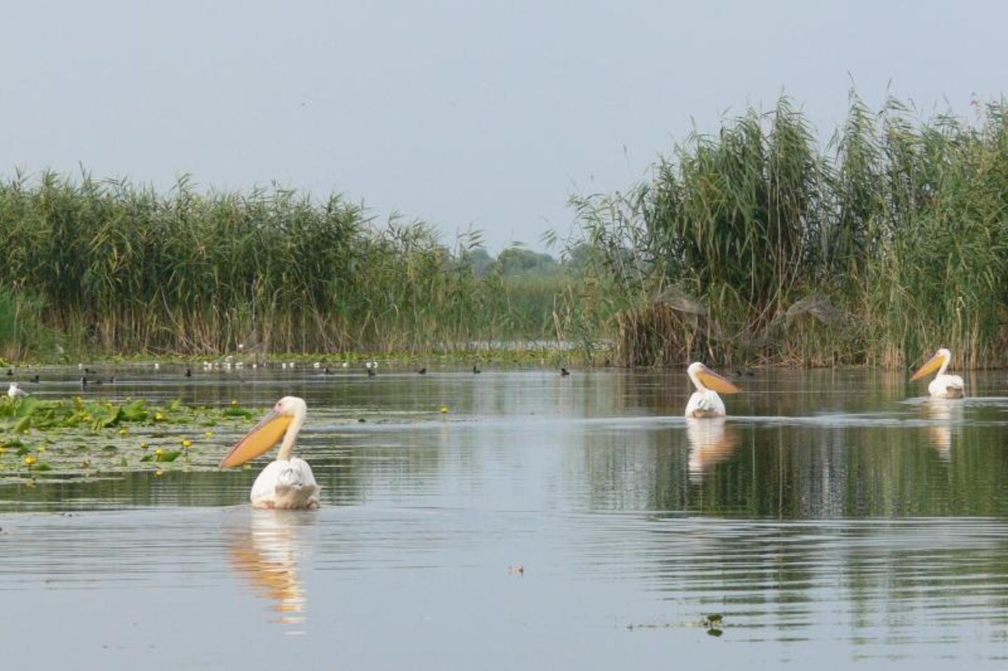 Pelikane bei Sulina in Rumänien