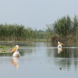 Pelikane bei Sulina in Rumänien