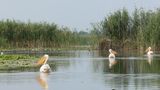 Pelikane bei Sulina in Rumänien
