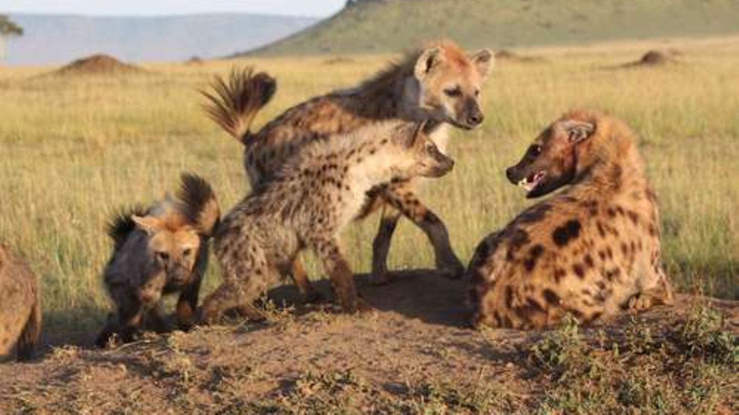 Hyänen in einem Rudel sitzen zusammen Hyänen in einem Rudel sitzen zusammen
