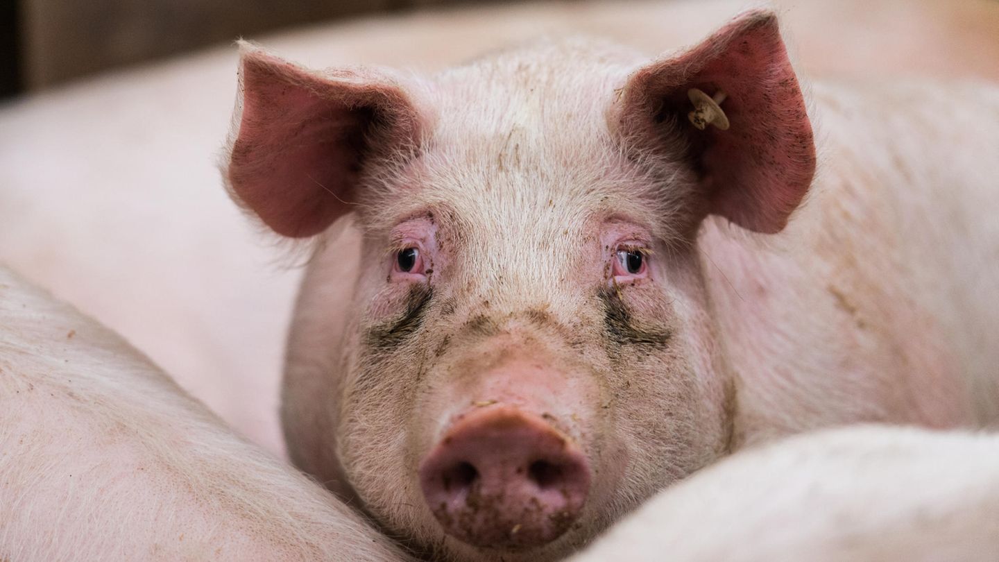 Mastschwein im Zuchtbetrieb