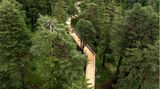 Baumwipfelpfad Senda dil Dragun in der Schweiz Baumwipfelpfad Senda dil Dragun in der Schweiz