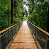 Blick durch die Bäume auf dem Baumwipfelpfad