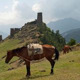 Pferde vor dem Gebirge Omalo