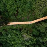 Blick aus der Vogelperspektive auf den Baumwipfelpfad Laax