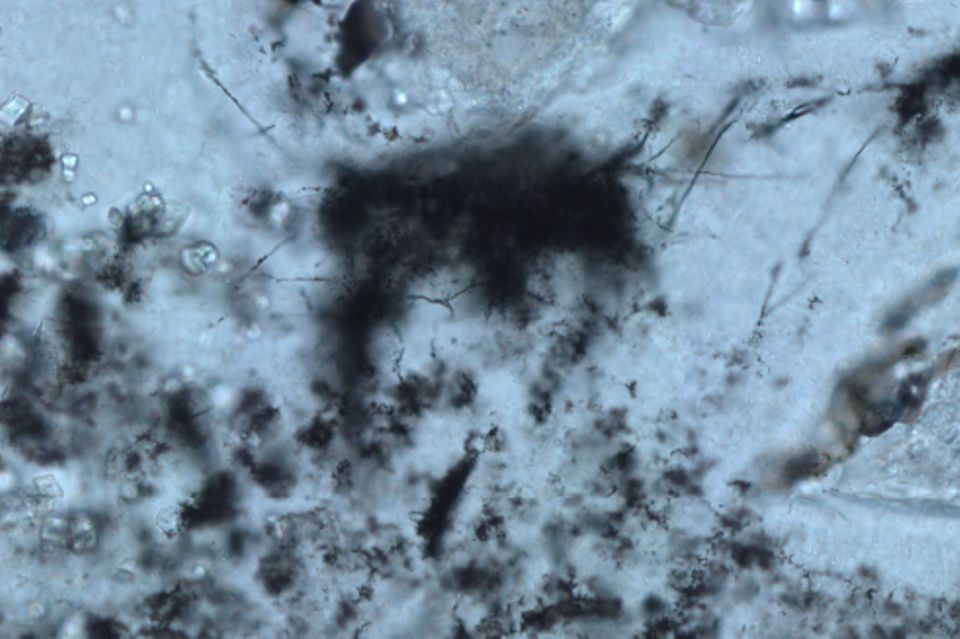 Mikrofossilien unter dem Mikroskop