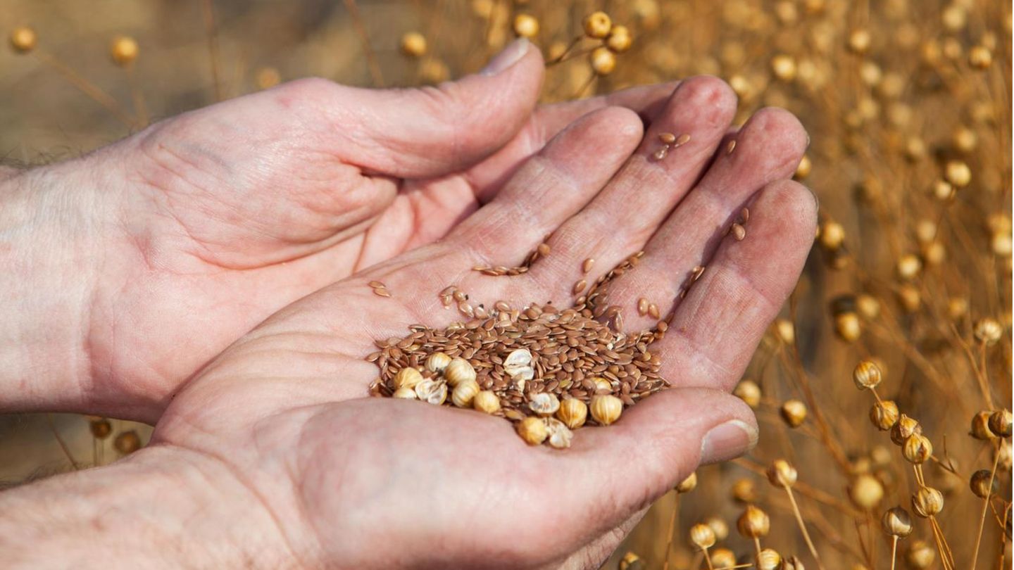 A farmer holding a sample of this years flax harvest, focus on seeds.