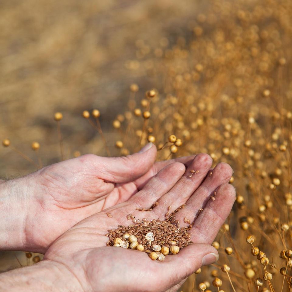 A farmer holding a sample of this years flax harvest, focus on seeds.