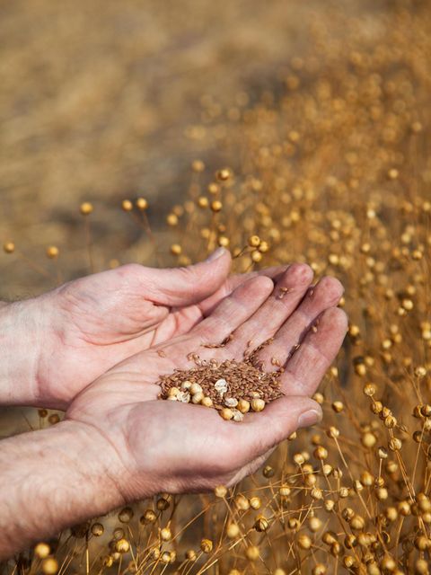 A farmer holding a sample of this years flax harvest, focus on seeds.