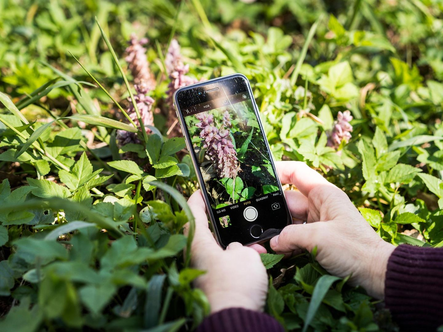 Pflanzen per App bestimmen  funktioniert das? - [GEO]