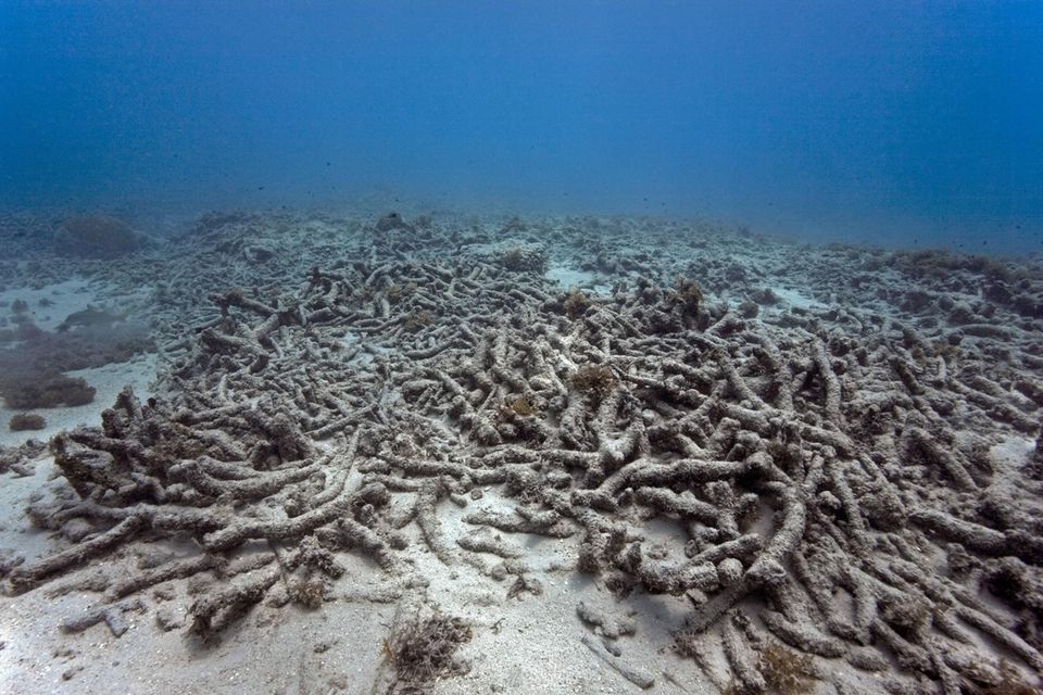 Korallenbleiche im Ozean