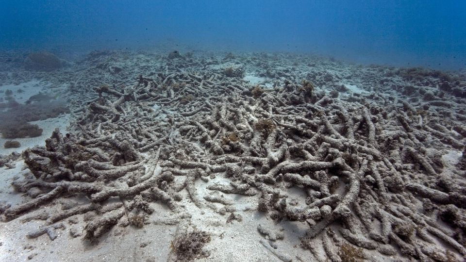 Korallenbleiche im Ozean Korallenbleiche im Ozean