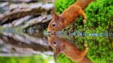 19.07.2021      "An einer kleinen Wasserstelle im Wald, kamen viele Tierarten zum trinken und baden vorbei. Darunter auch dieses Eichhörnchen, welches ich in diesem tollen Moment fotografieren konnte."      Ort: Waldgebiet an der deutsch-niederländischen Grenze, Maasduinen  Kamera: Sony a7III + Sony FE 200-600mm f5,6-6,3 G OSS f/6.3 1/500 Sekunden ISO 8000  Mehr Fotos von Andreas Eschweiler
