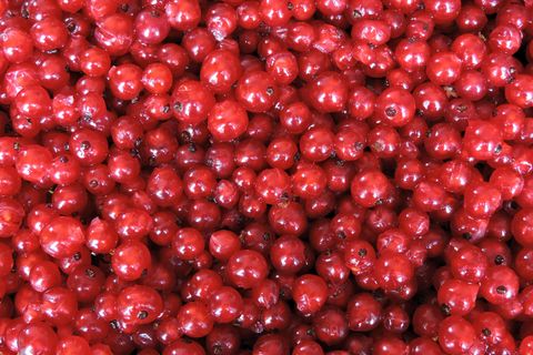Nahaufnahme von frischen, roten Johannisbeeren