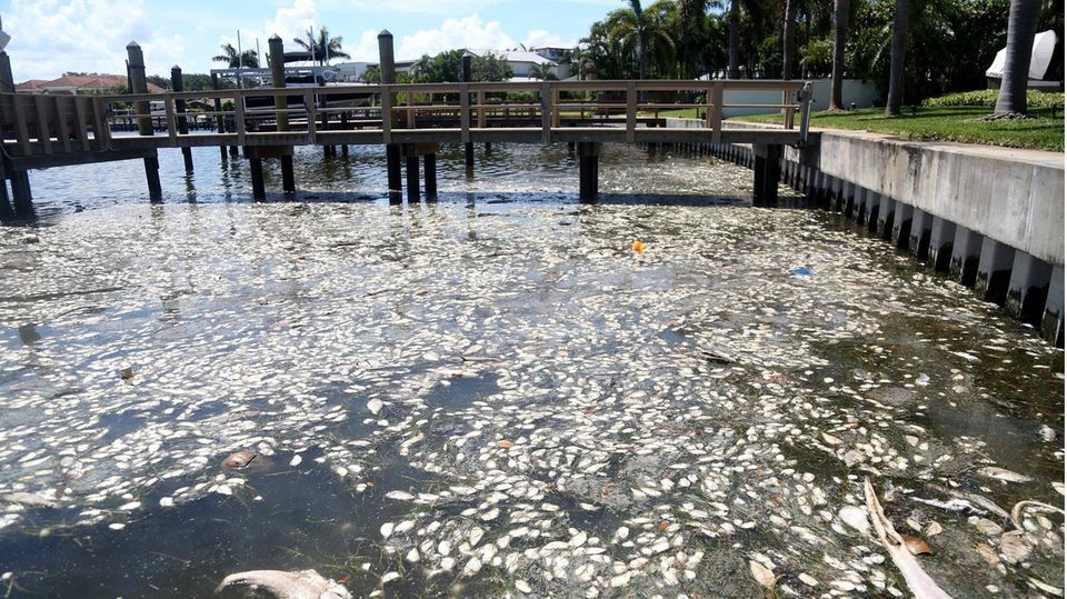 Fischsterben in einem Kanal in Florida, USA Fischsterben in einem Kanal in Florida, USA