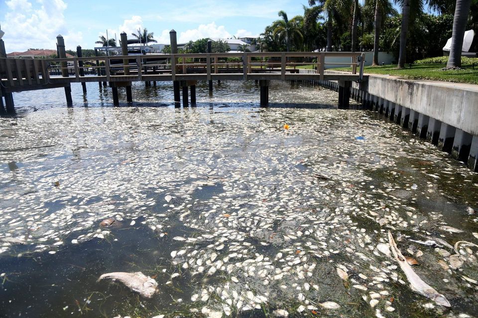 Fischsterben in einem Kanal in Florida, USA Fischsterben in einem Kanal in Florida, USA