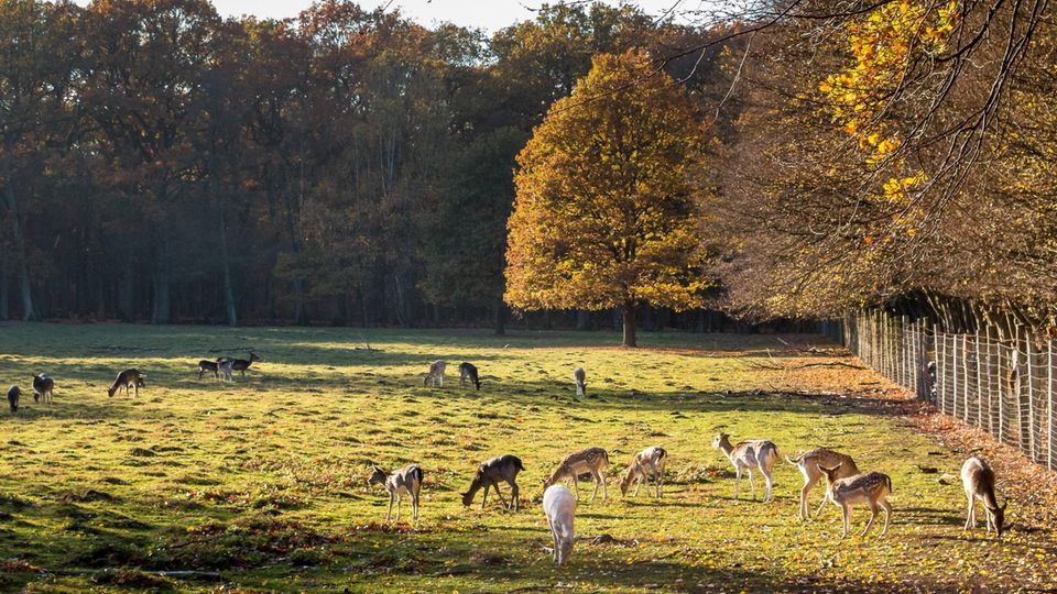 Wild im Niendorfer Gehege Wild im Niendorfer Gehege