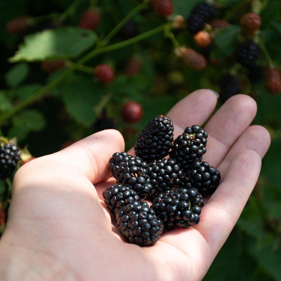 Firsch gepflückte Brombeeren liegen in einer Hand - Gefahr durch Fuchsbandwurm?