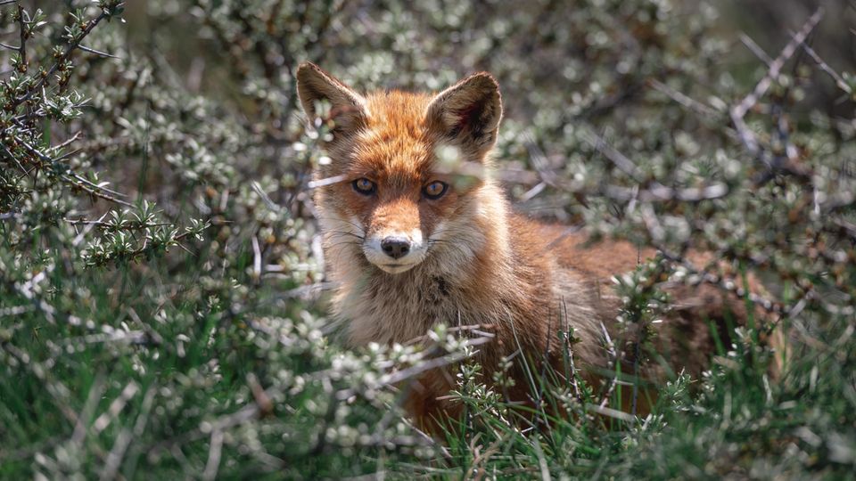 Fuchs im Gebüsch