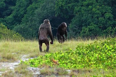 Können enorme Kräfte entfalten: Zwei Schimpansen-Männchen im Nationalpark Loango in Gabun