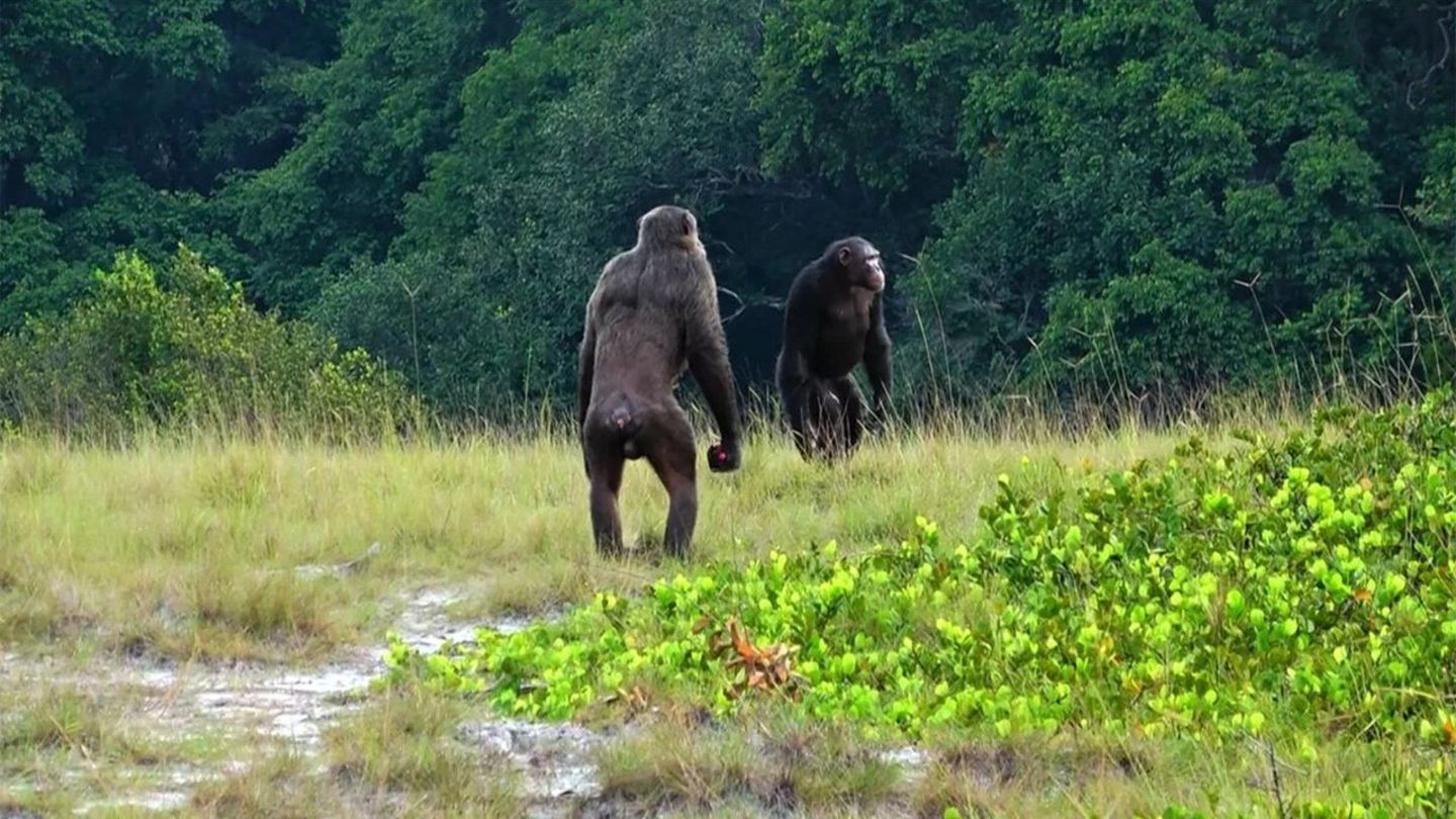 Können enorme Kräfte entfalten: Zwei Schimpansen-Männchen im Nationalpark Loango in Gabun