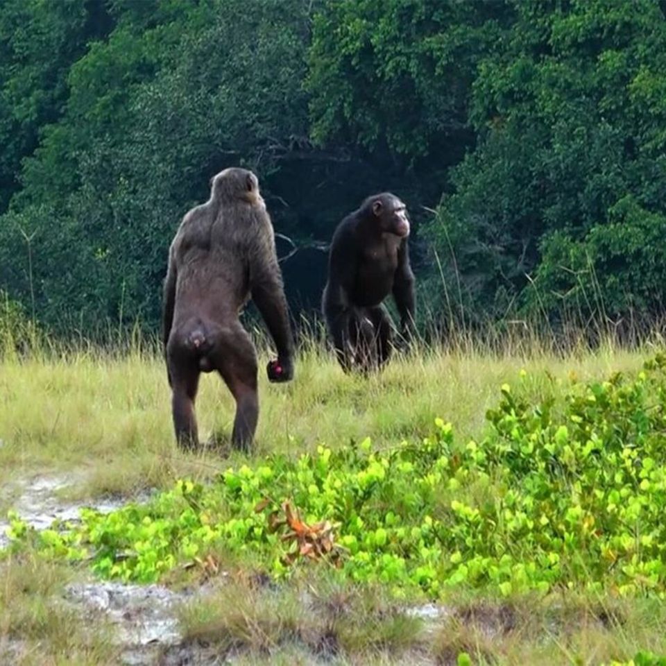 Können enorme Kräfte entfalten: Zwei Schimpansen-Männchen im Nationalpark Loango in Gabun
