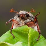22.07.2021  "Maikäfer weiblich"  Kamera: Nikon D 800 Makro 105 ISO 800 f20 1/160
