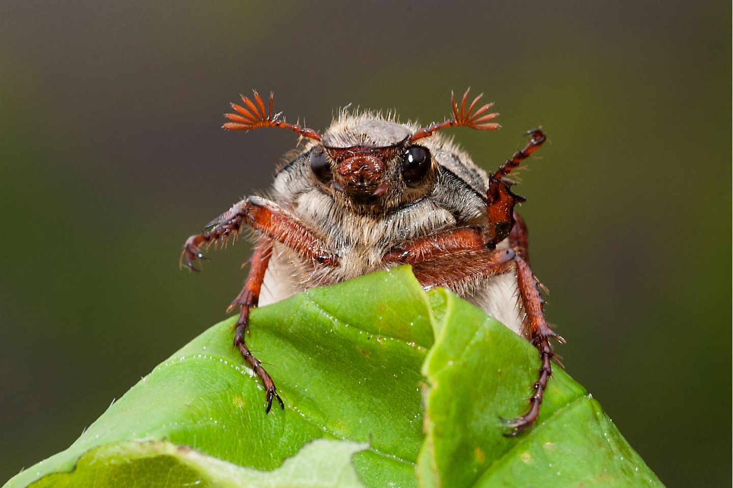 22.07.2021  "Maikäfer weiblich"  Kamera: Nikon D 800 Makro 105 ISO 800 f20 1/160