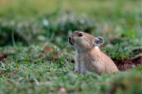 Schwarzlippiger Pfeifhase, Ochotona curzoniae, im Gras
