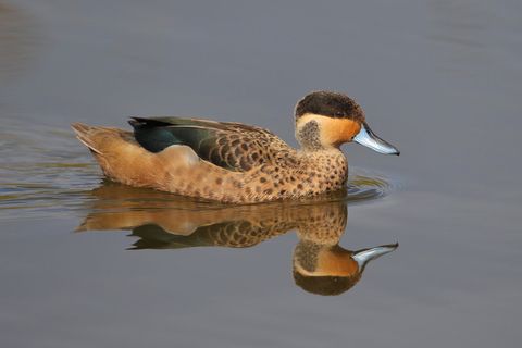 Ornithologie: Heißt jetzt Pünktchenente: die Hottentottenente Heißt jetzt Pünktchenente: die Hottentottenente