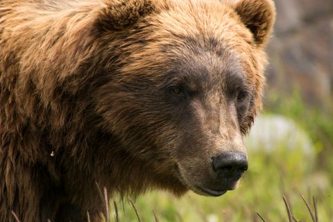 Grizzlybär in der Wildnis von Alaska