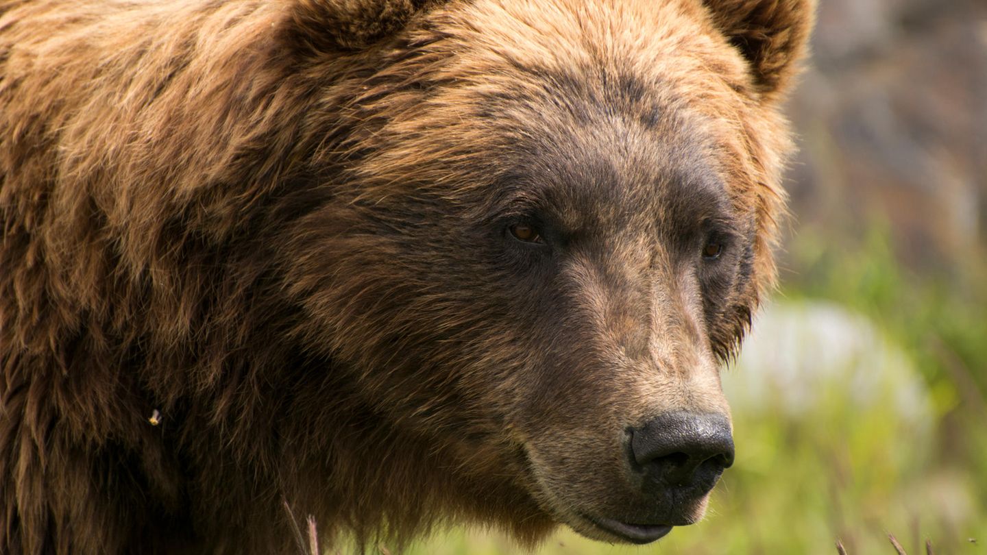 Grizzlybär in der Wildnis von Alaska