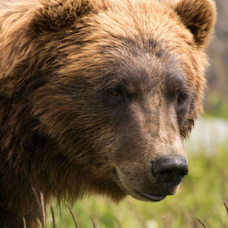 Grizzlybär in der Wildnis von Alaska