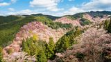 Yoshinoyama in voller Pracht bei der Kirschblüte