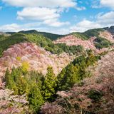 Yoshinoyama in voller Pracht bei der Kirschblüte
