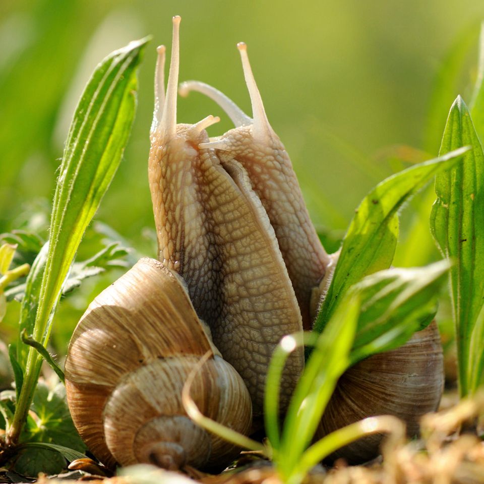 Tierische Allrounder: Landschnecken: Sie können alles - außer fliegen