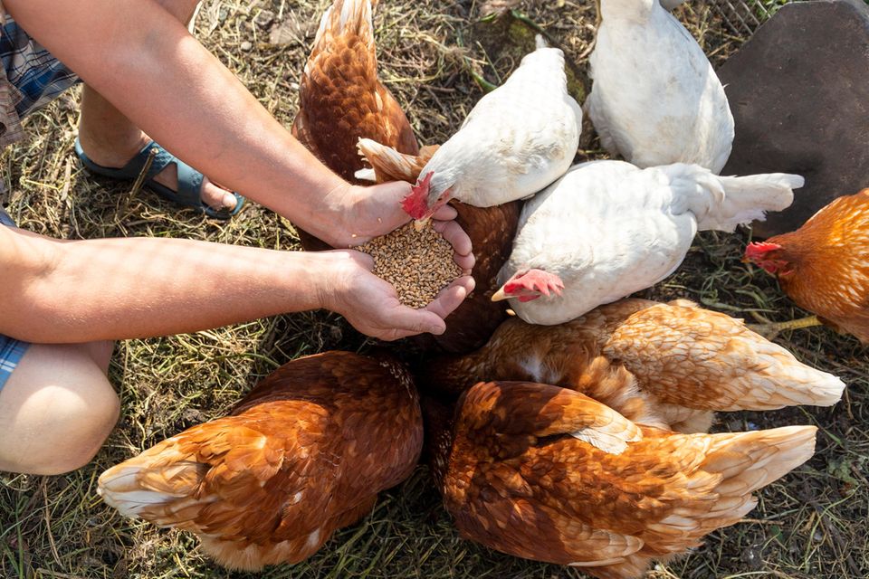 Bauer füttert Hennen mit Getreide