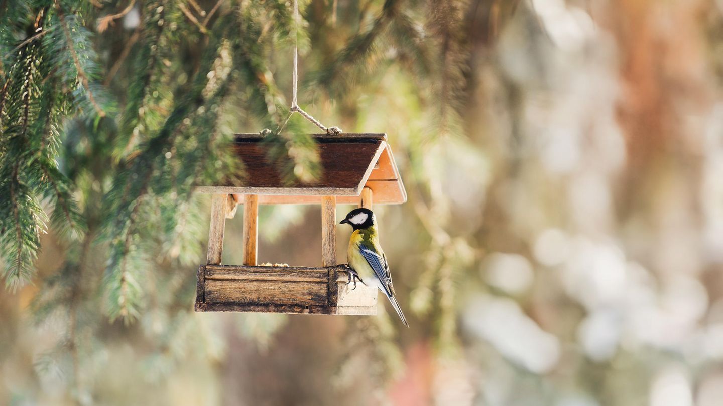 Vogel am Futterhaus